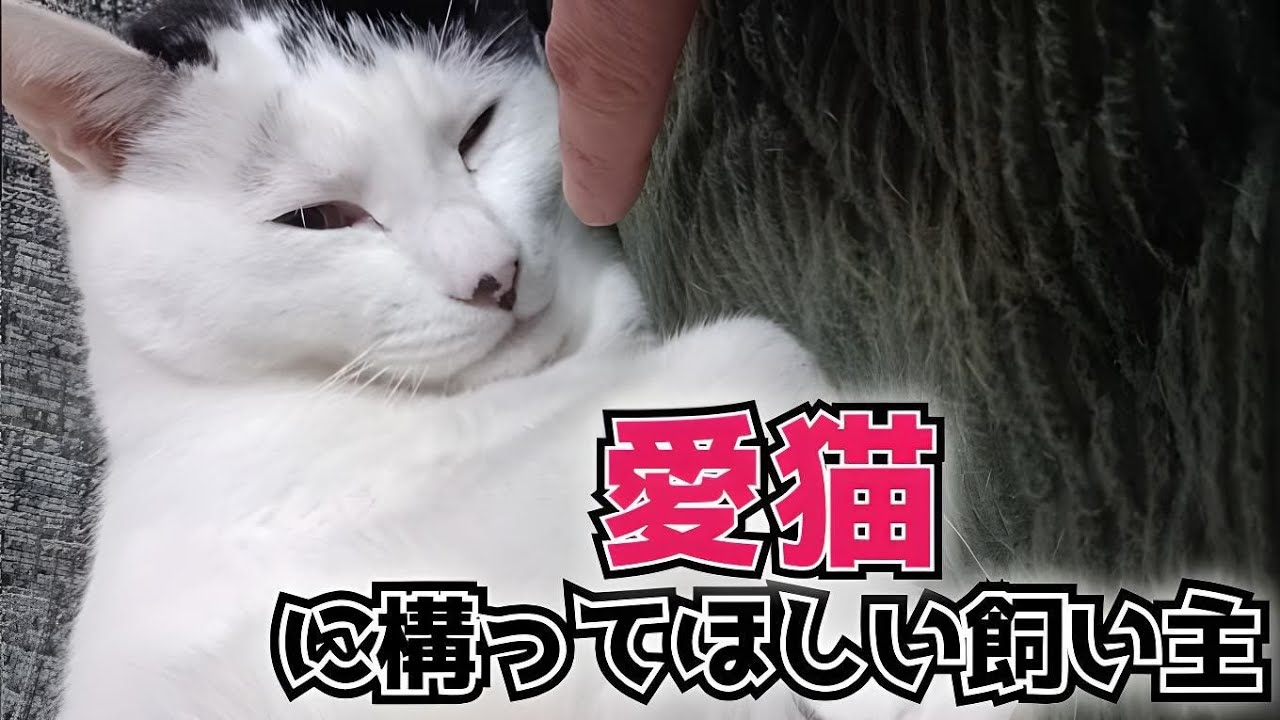 眠たい愛猫にちょっかいを出す飼い主