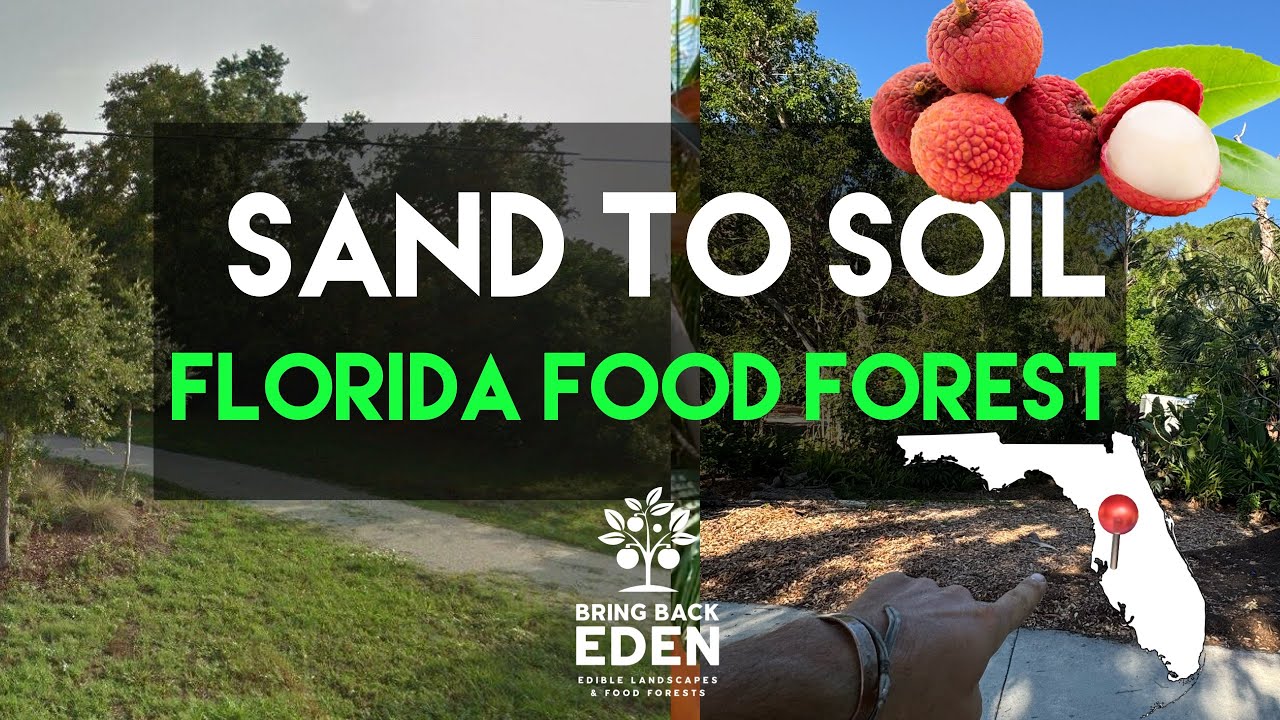 From Bare Front Yard to Thriving Food Forest | Bradenton Florida Transformation 🌿