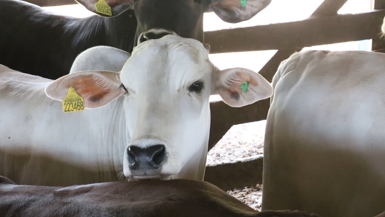 Bois confinados podem ganhar 2kg por dia!