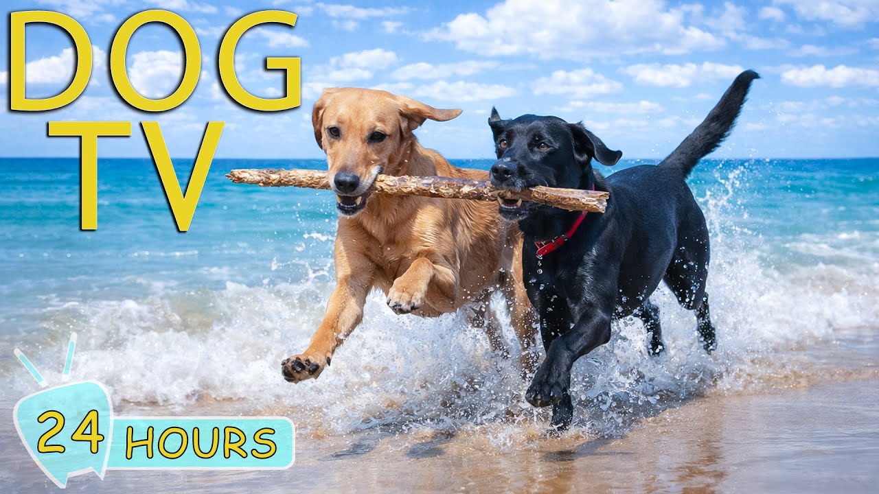 DOG TV: Videos Anti-Anxiety & Prevent Boredom for Dogs Home Alone - Best Soothing Music for Dogs