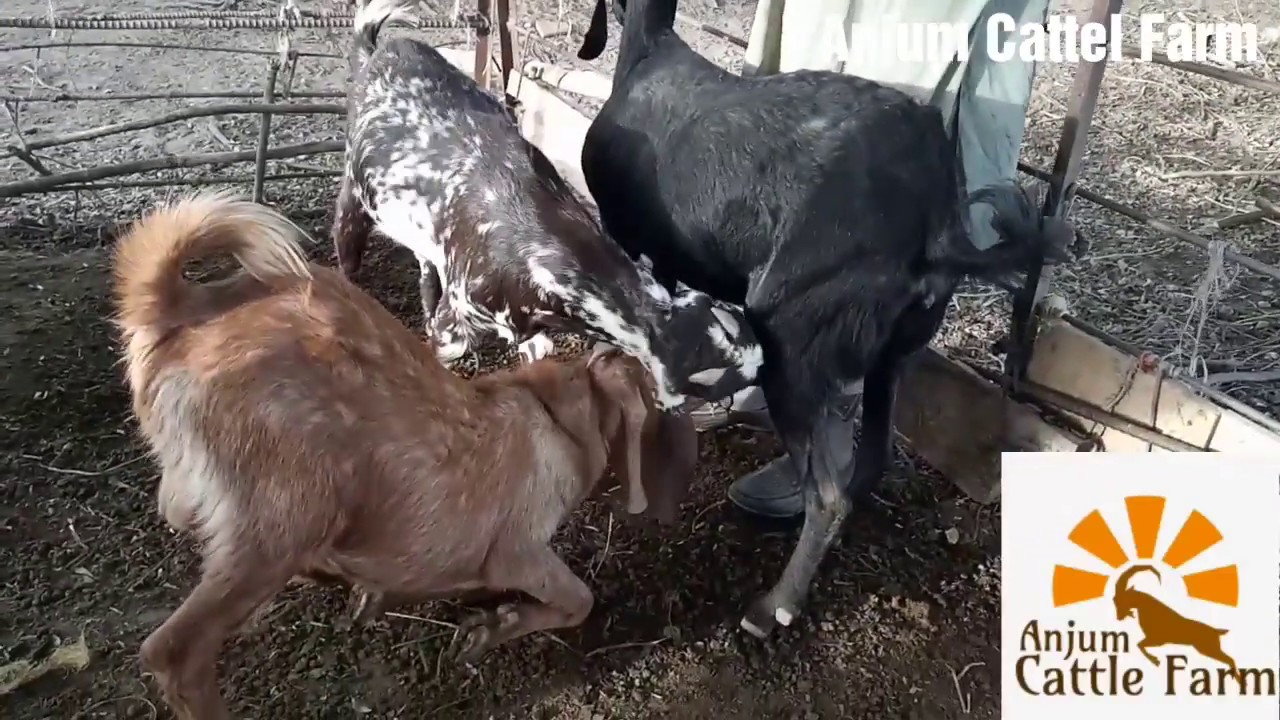 Mother Goat Feeding Milk to her big baby male goat || Large Baby Goat Feeding milk