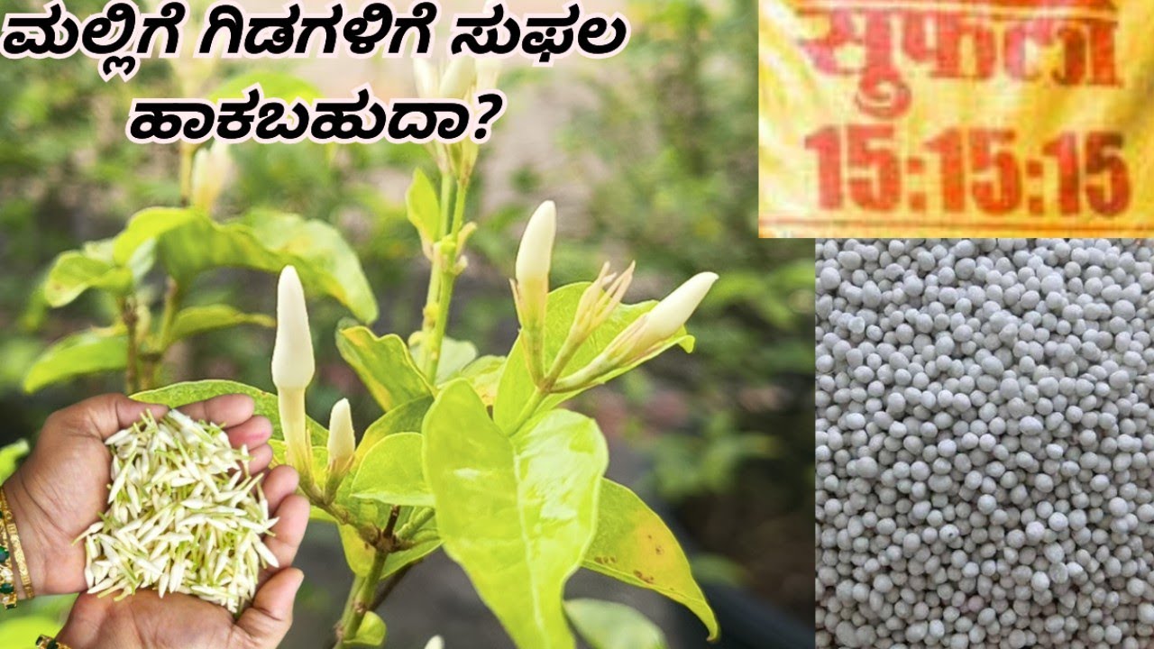 ಮಲ್ಲಿಗೆ ಗಿಡಗಳಿಗೆ ಸುಫಲ ಹಾಕಬಹುದಾ? #ಮಲ್ಲಿಗೆ #gardening #malligeflowers #garden #jasmineplant #mallige 