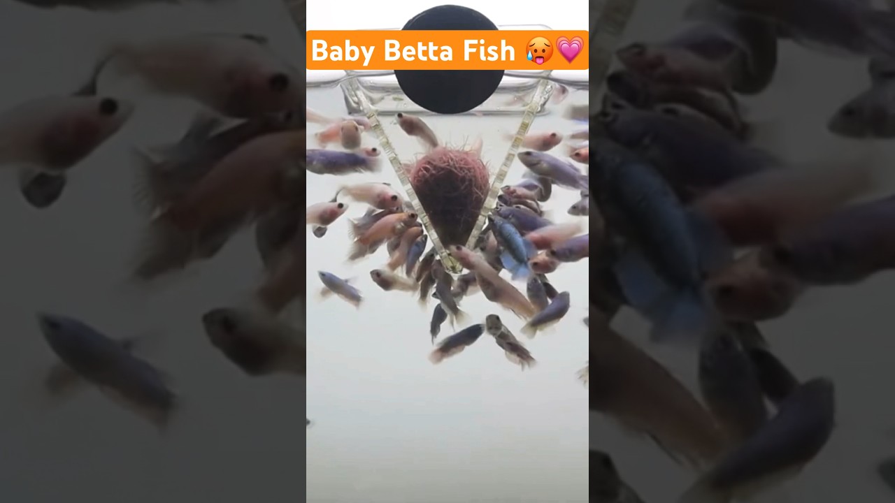 Baby Fish 🫨💗 #bettafish #bettafishtank #bettalove #bettaworld #fishing #guppyfish #aquariumhobby
