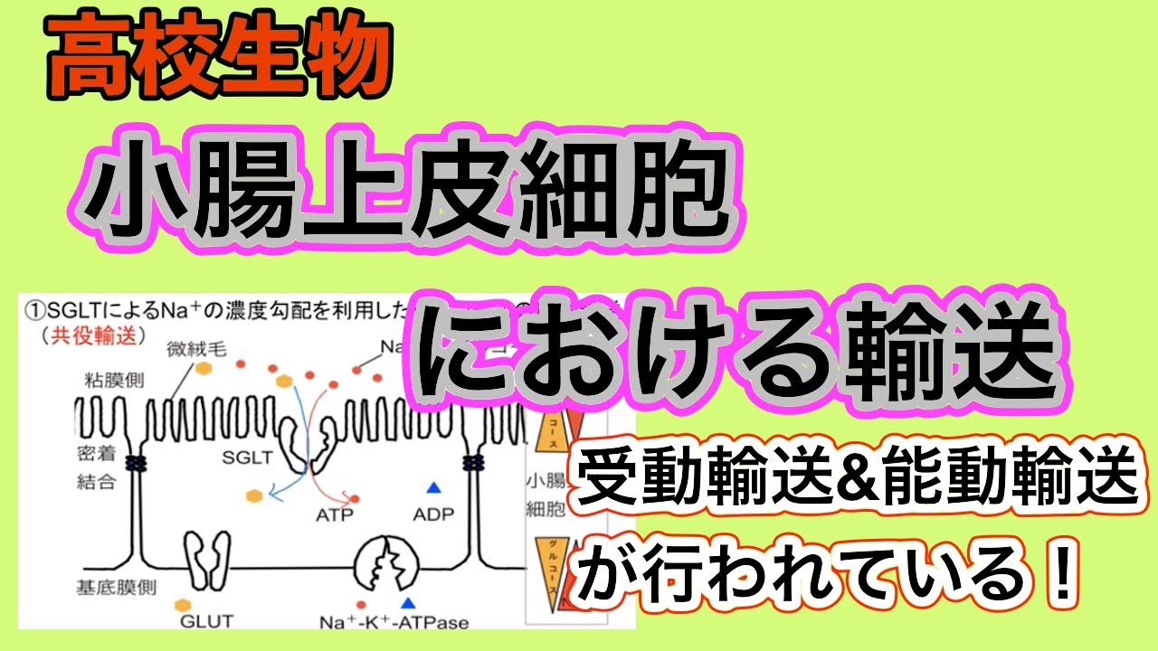 高校生物「小腸上皮細胞による受動輸送&能動輸送」