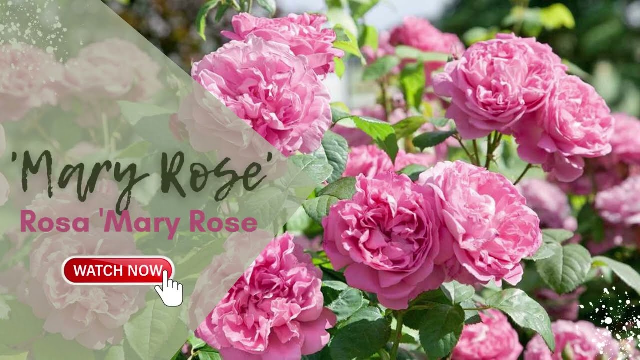 'Mary Rose'  | Rosa 'Mary Rose' | English Roses