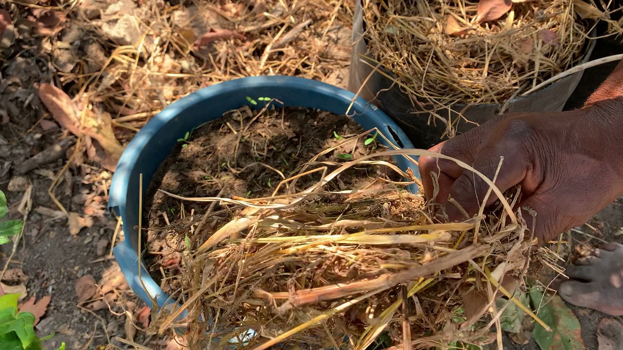 Zimbabwe successful new farmer in Guruve