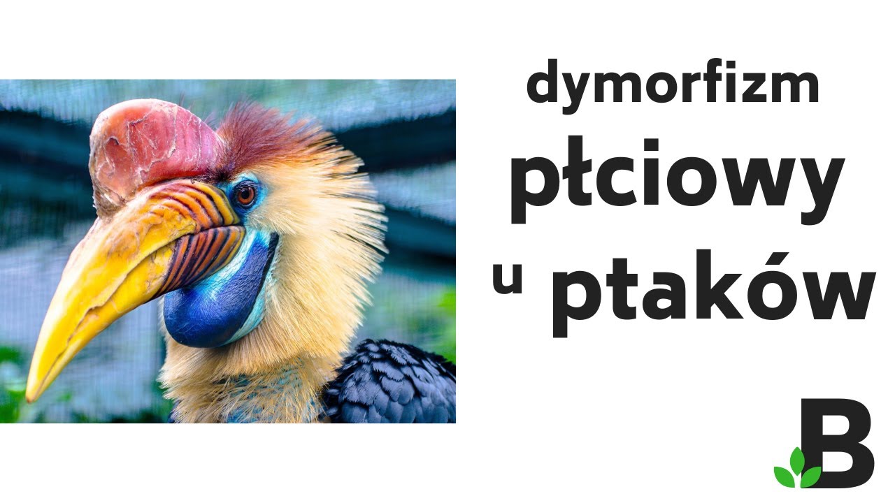 Dymorfizm Płciowy u Ptak&oacute;w | Samce Monogamiczne i Poligamiczne | Ptaki KOREPETYCJE z BIOLOGII &ndash; 365