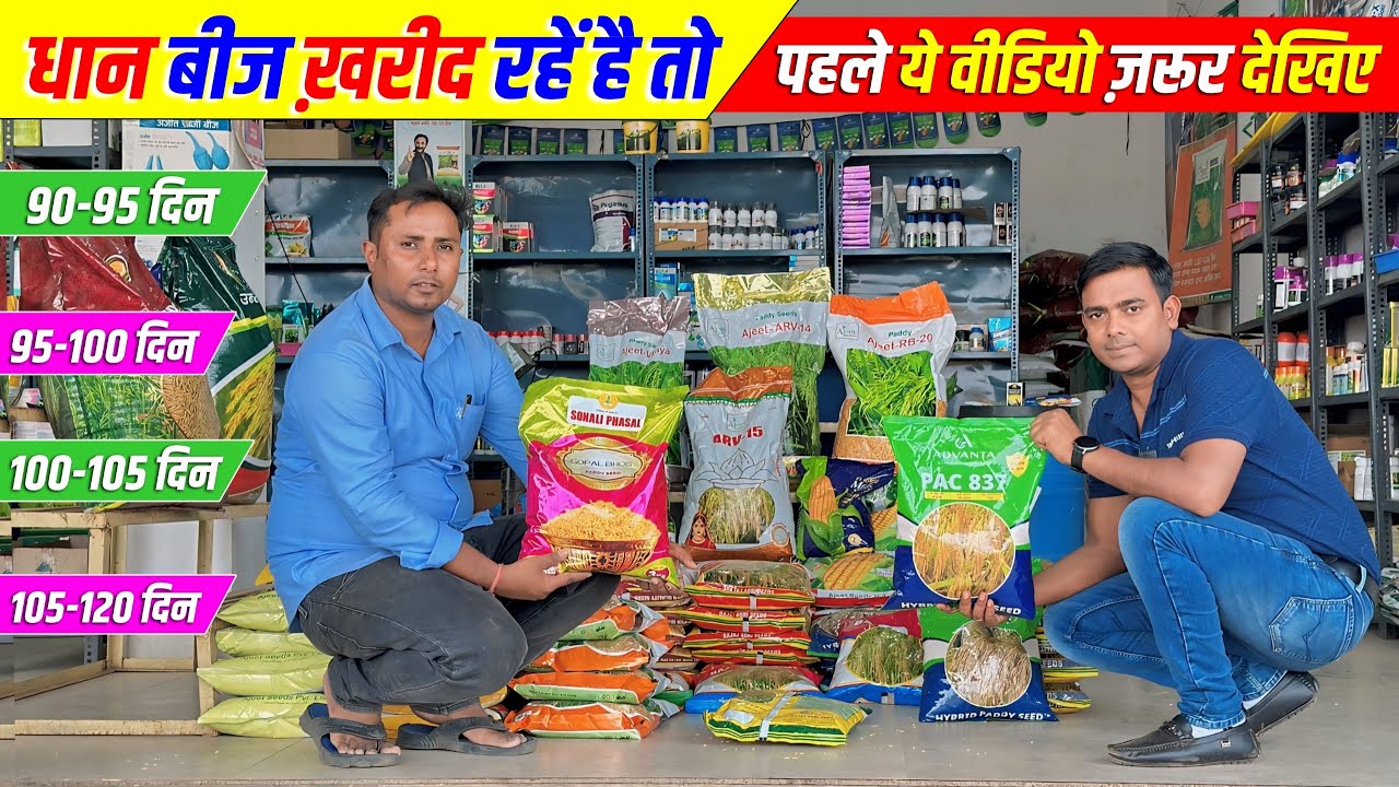 धान के बीज की पूरी जानकारी | धान की खेती की पूरी जानकारी 👍