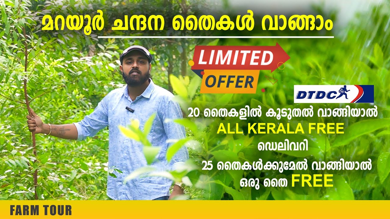 ഇനിയും മടിച്ചു നിൽക്കാതെ ചന്ദനം കൃഷി ചെയ്തു തുടങ്ങാം | Detailed Video | Marayoor White Sandal Plants