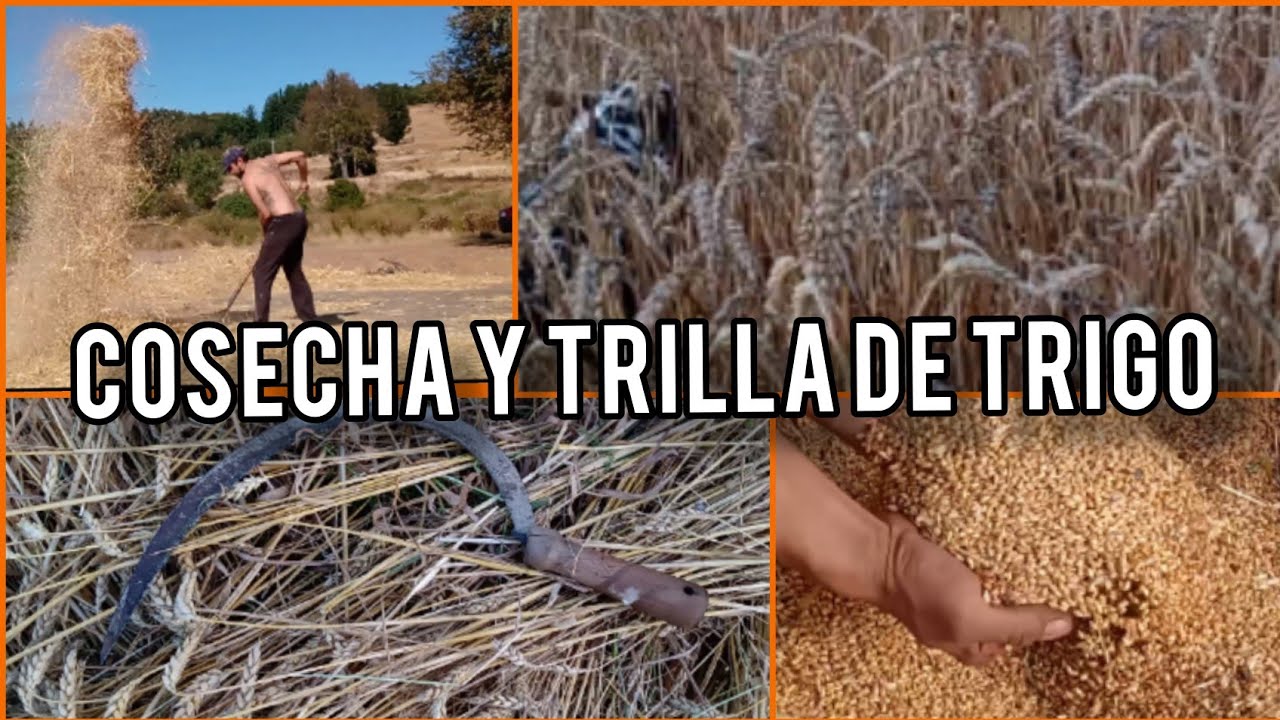 Cosecha y Trilla de Trigo hecho a Mano 🌾✋