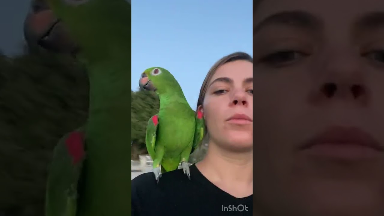 PAPPAGALLO MIRTILLO PARROT