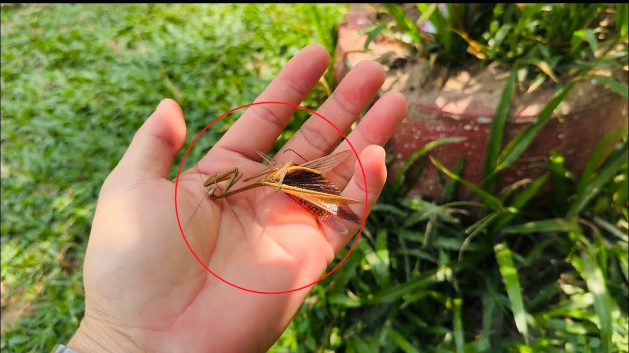 “Is This Praying Mantis Dying? 😢 Nature Moment”