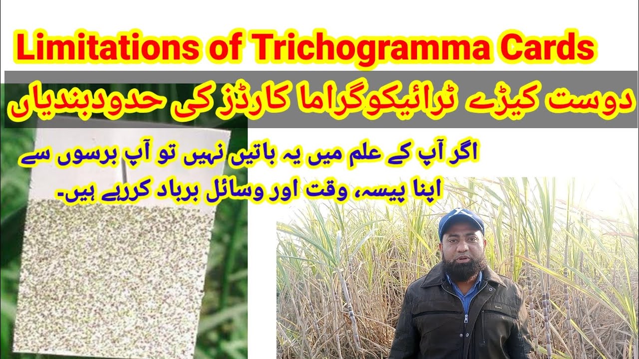 Limitations of Trichogramma Cards. What is Trichogramma?