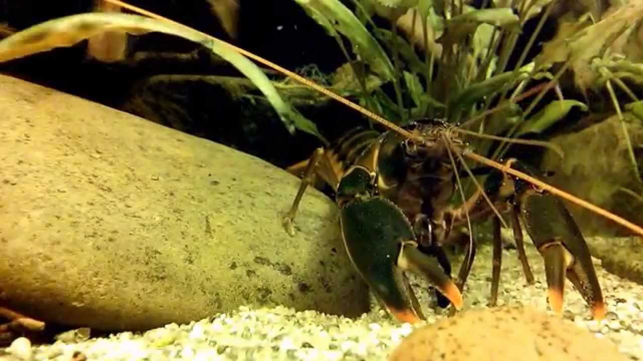 Dzikie Akwarium #01 - Cherax Snowden 