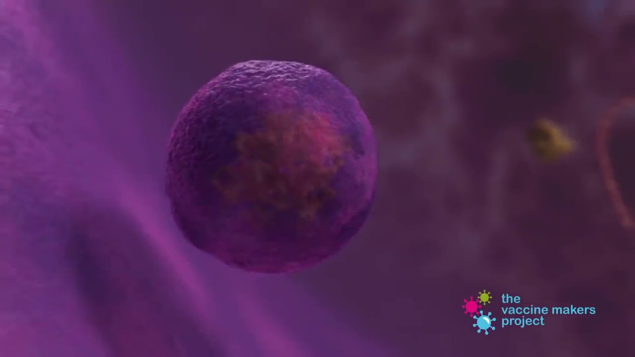 Come fanno i vaccini a mRNA a proteggerci dalla COVID-19?
