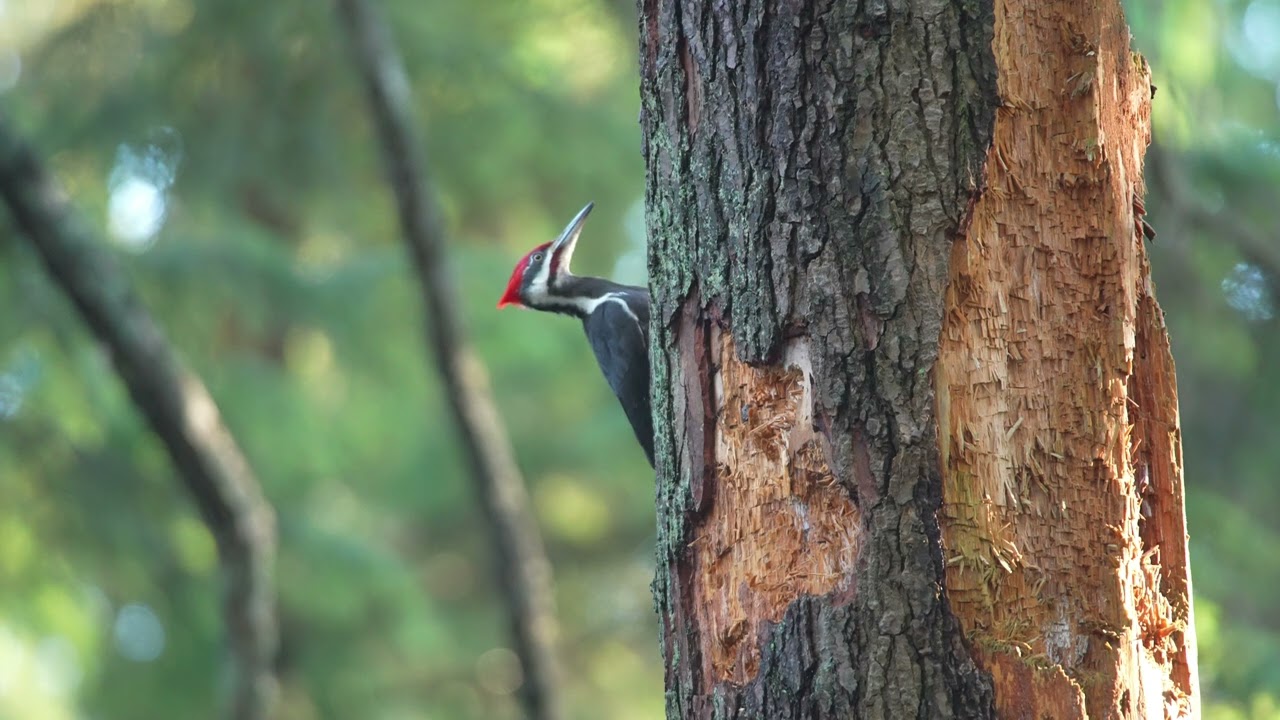 Pileated woodpecker at Burnaby lake bc canada 2026 01 15
