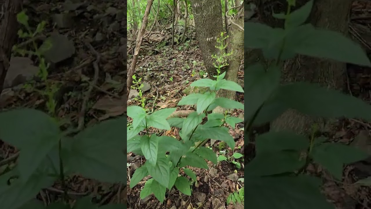 토현삼을 찾아서