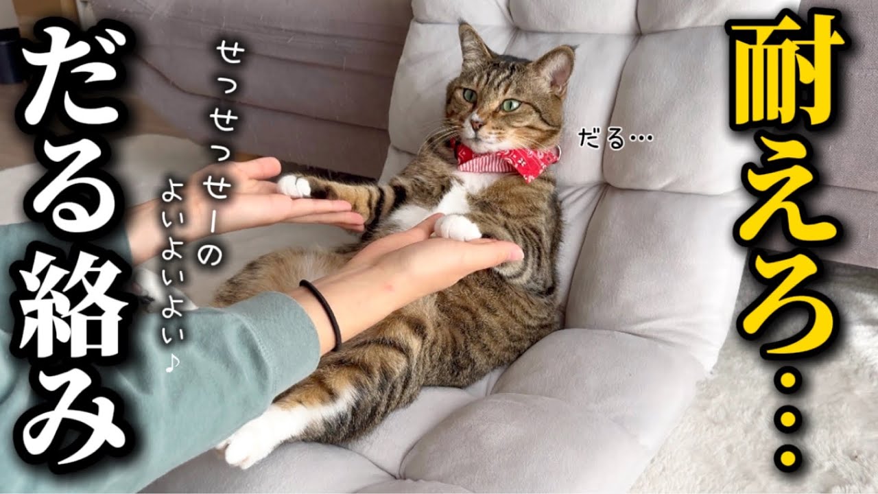 元ボス猫を家族に迎えたらうんちが出るたびに欠かず報告しにくる律儀すぎるアザラシでした