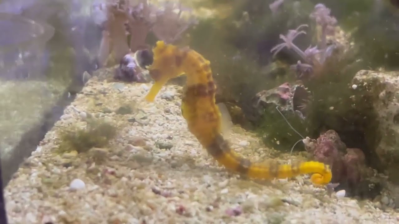 Hippocampus reidi / морской конёк / нас уже 8000