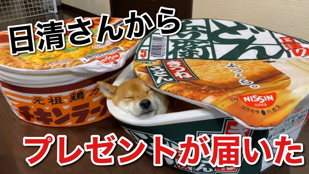 【柴犬】日清さんから素敵なプレゼントが届きました！