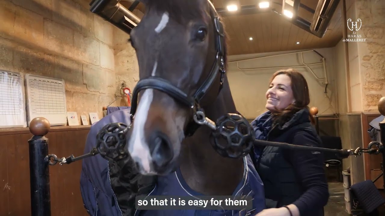 DRESSAGE HORSE FOR SALE / FARENBALL DE MALLERET