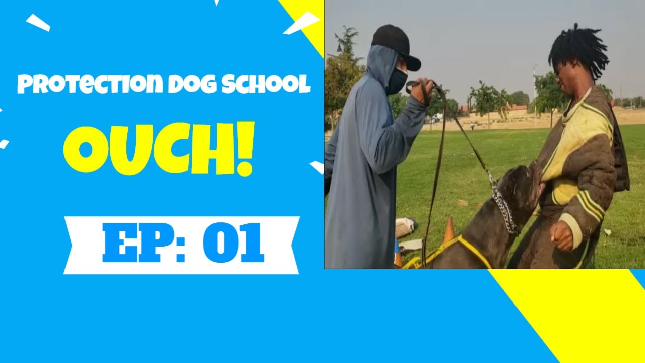 Learn to Be A Protection Dog Decoy Episode #1 - English Subtitles