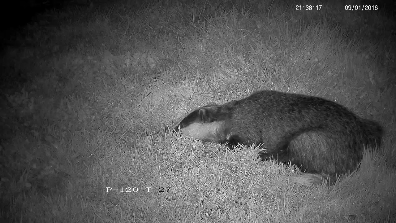 The sleeping badger