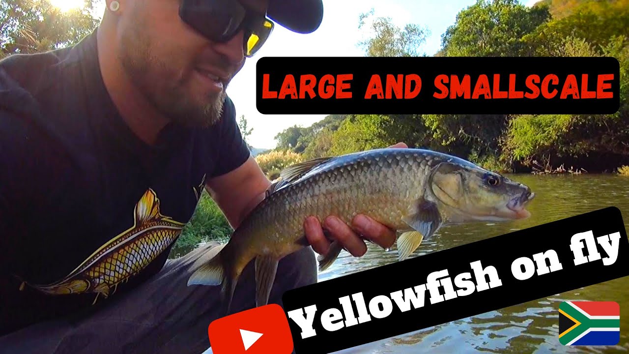 Large and small scale yellowfish - Fly fishing South Africa (Chasing bushveld gold)