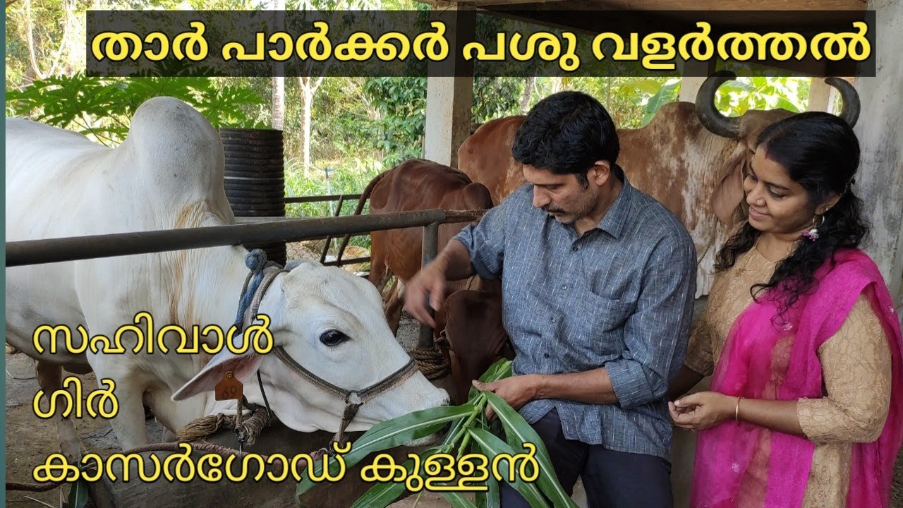 താർപാർക്കർ പശു വളർത്തൽ | ഗിർ | സഹിവാൾ | കാസർഗോഡ് കുള്ളൻ | നാടൻ പശു വളർത്തൽ
