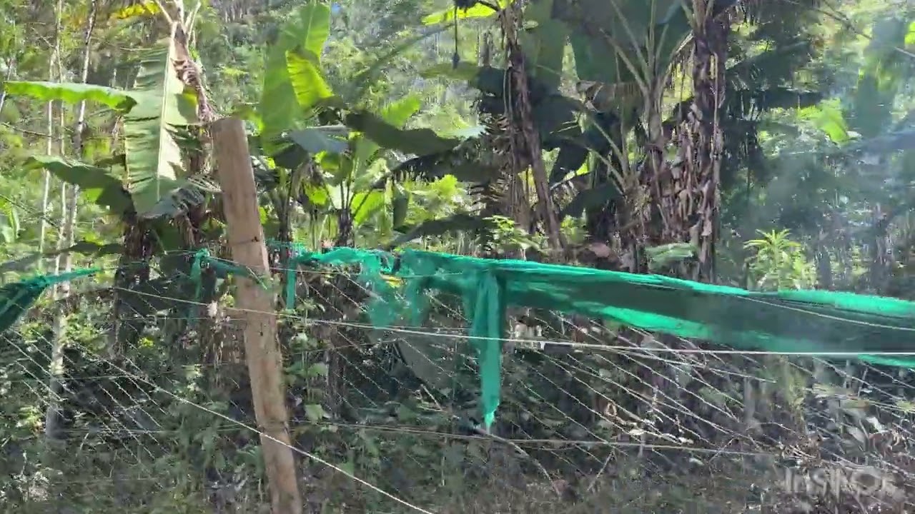 Kodaikanal  thandi kudi 1.50 acres patta land on road property sale cell:- 9361146162