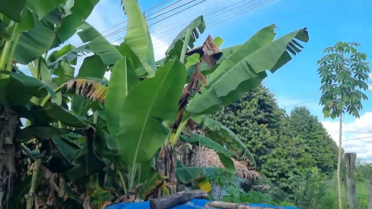 cho thuê vườn sầu riêng kinh doanh khu vực hậu giang
