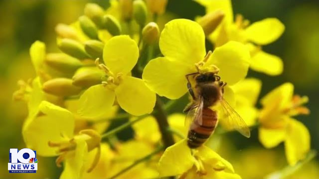What's the buzz? Honeybee vaccine approved