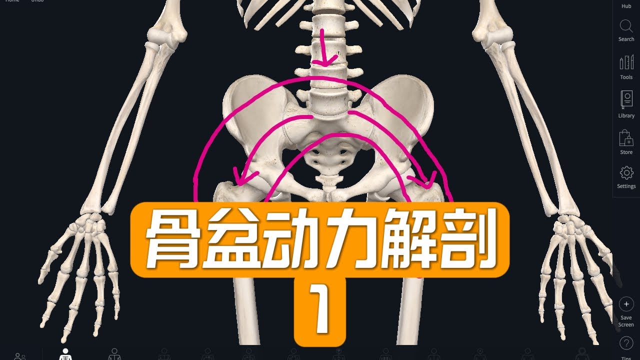 骨盆动力解剖｜人体运动规则｜普拉提解剖｜普拉提教练 Pilates anatomy /Dynamic anatomy