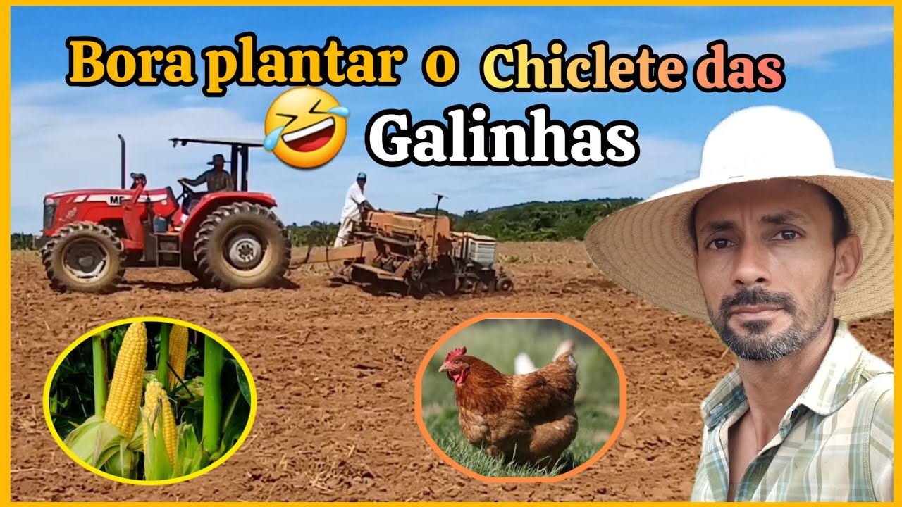 Plantiu do milho 🌽 safrinha 2024 em campo verde mato grosso.