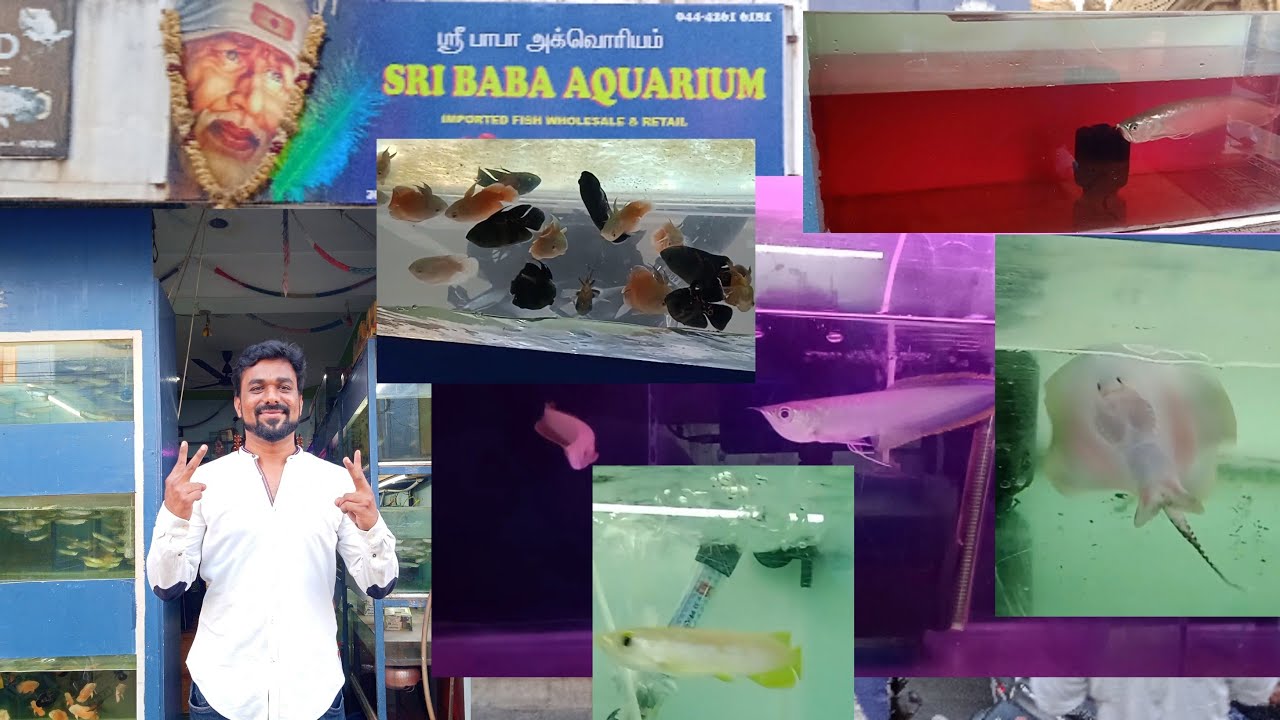 SriBabaAquarium | Exotic Arowana | Arowana Maintenance | Exotic Arowana Fishes in Chennai Kolathur