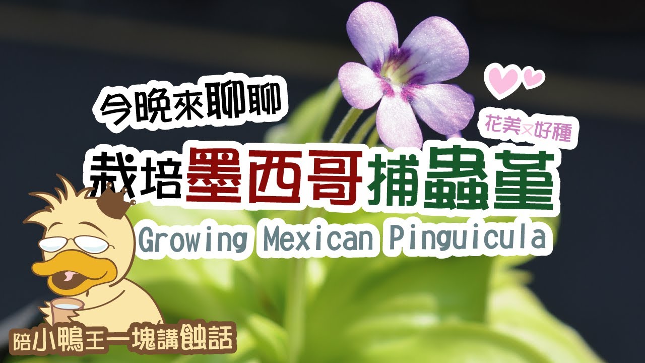 2025/0219〔蝕話實說〕栽培墨西哥捕蟲堇 Growing Mexican Pinguicula.