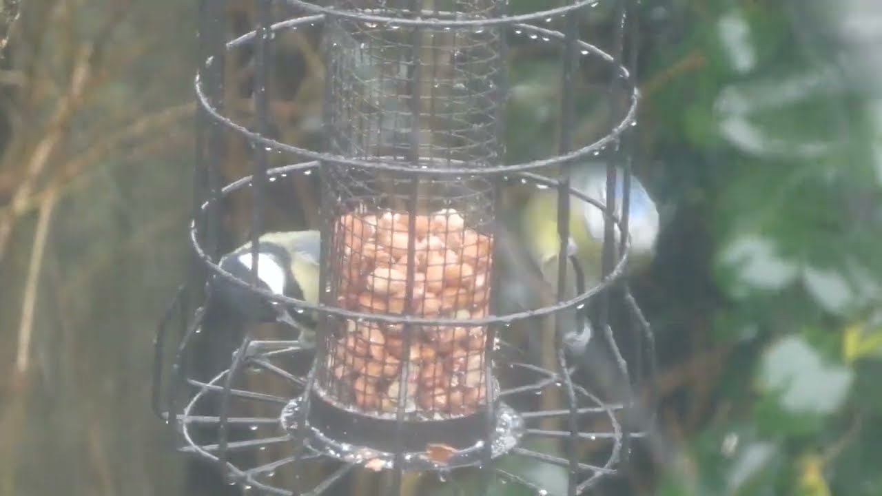 Birds In The Garden 2026 Pt2