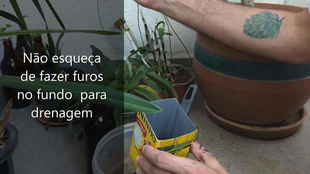 Como fazer mudas de lúpulo? 100% de eficiência, em 2 semanas!!!