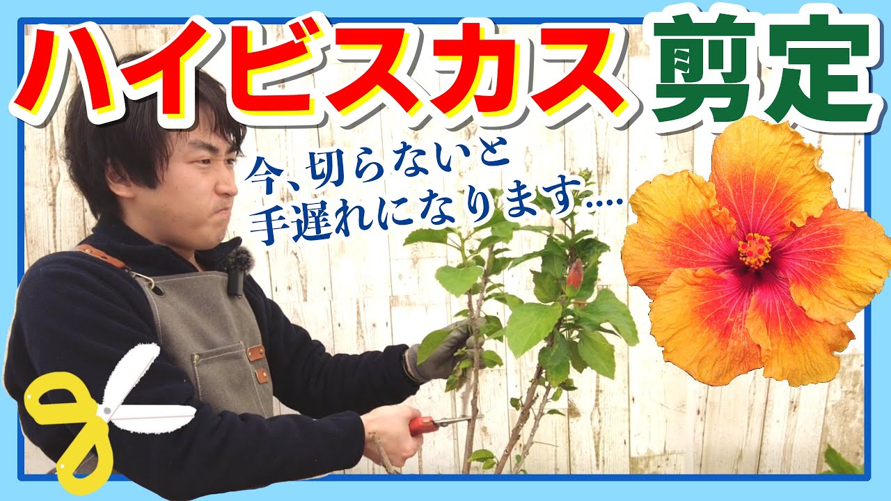【忘れないで！】ハイビスカスの剪定！今切れば夏の開花、間に合います！