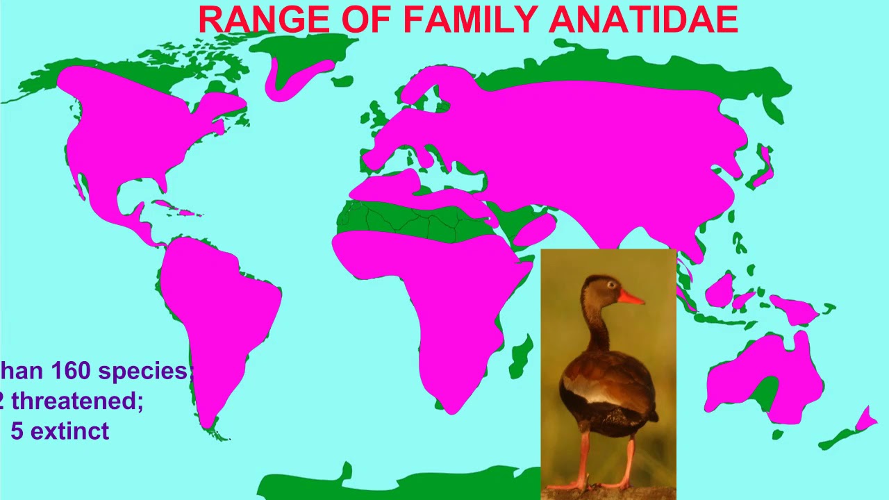 bird order Anseriformes