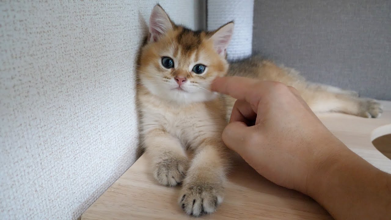 Kitten Mocha will soon leave for his new owner