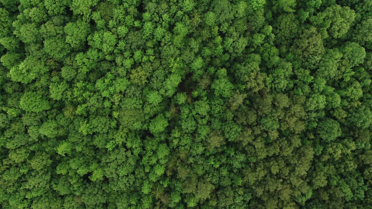Forest Video  : Aerial View Of Forest   | 4K Video