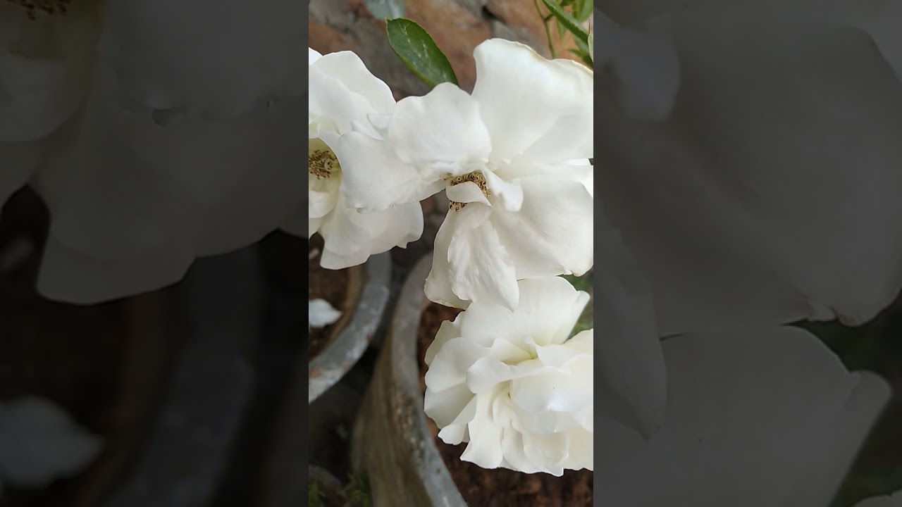 white roses - care-my garden #white #roses #care #flowering #shorts