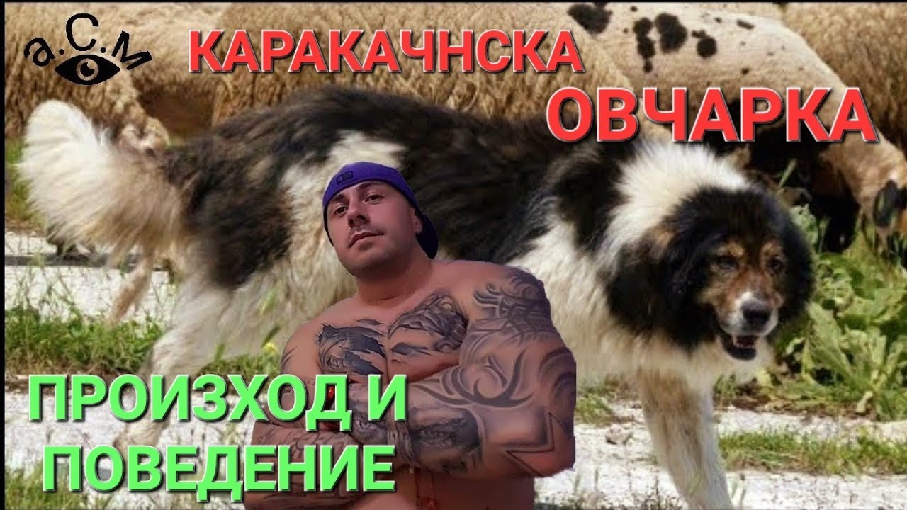 КАРАКАЧАНСКО ОВЧАРСКО КУЧЕ - ПРОИЗХОД И ПОВЕДЕНИЕ   а.С.м