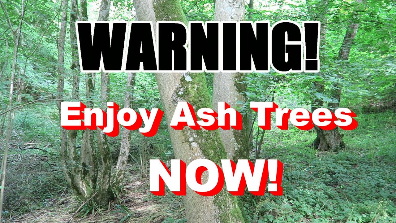 WARNING! Enjoy Ash Trees Now!