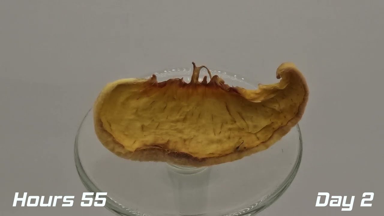 Peach slice Time Lapse