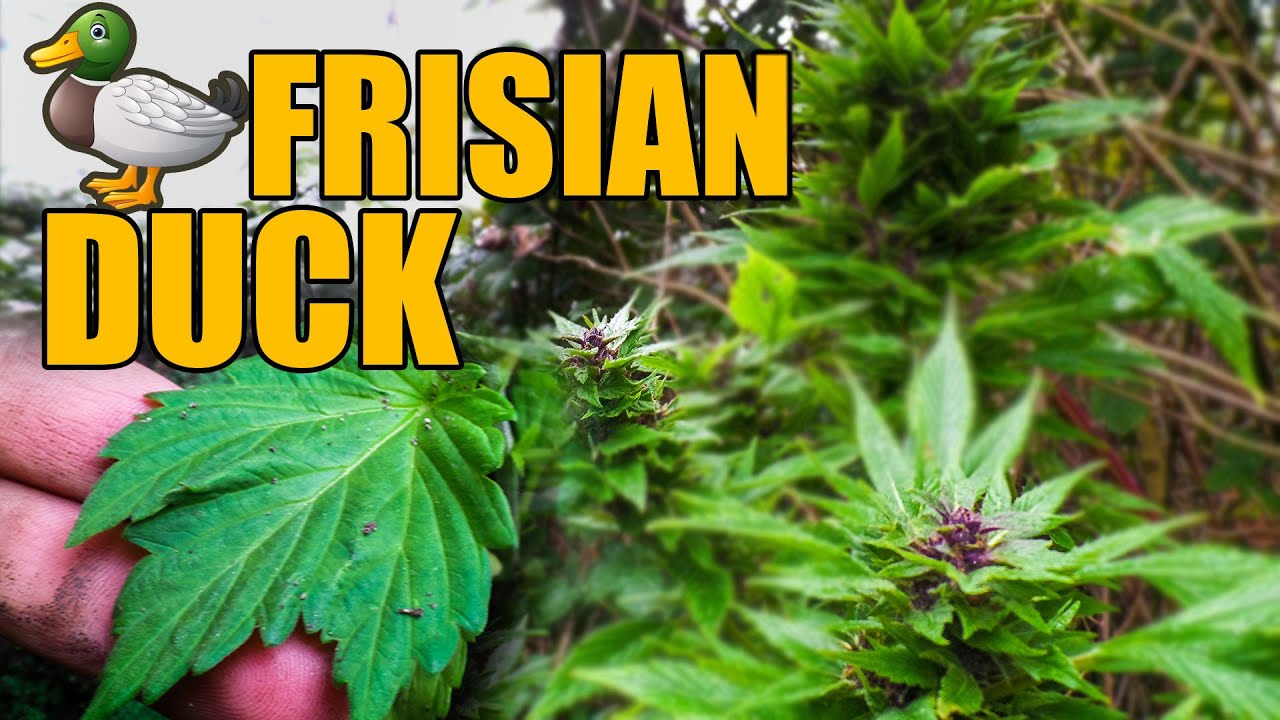 Frisian Duck Guerilla Grow - From Seed to Harvest