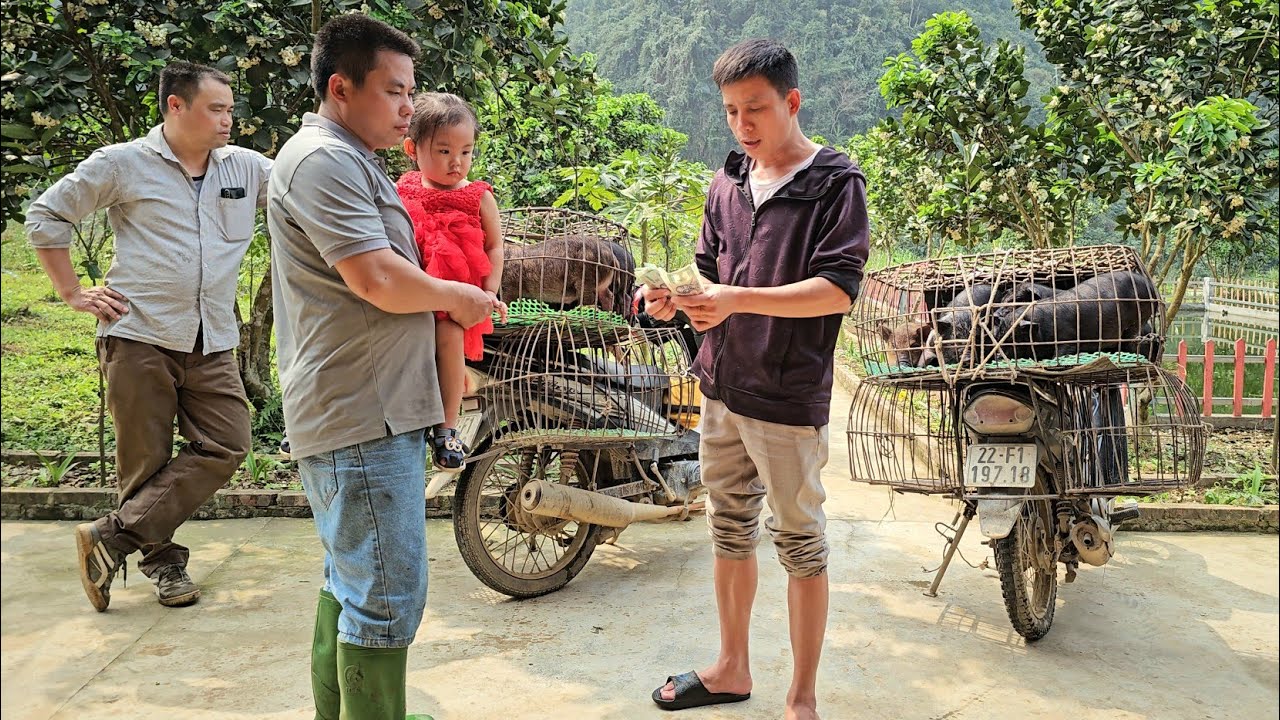 Sell herd of piglets to traders at the farm - Prepare materials to build new barns/XuanTruong.