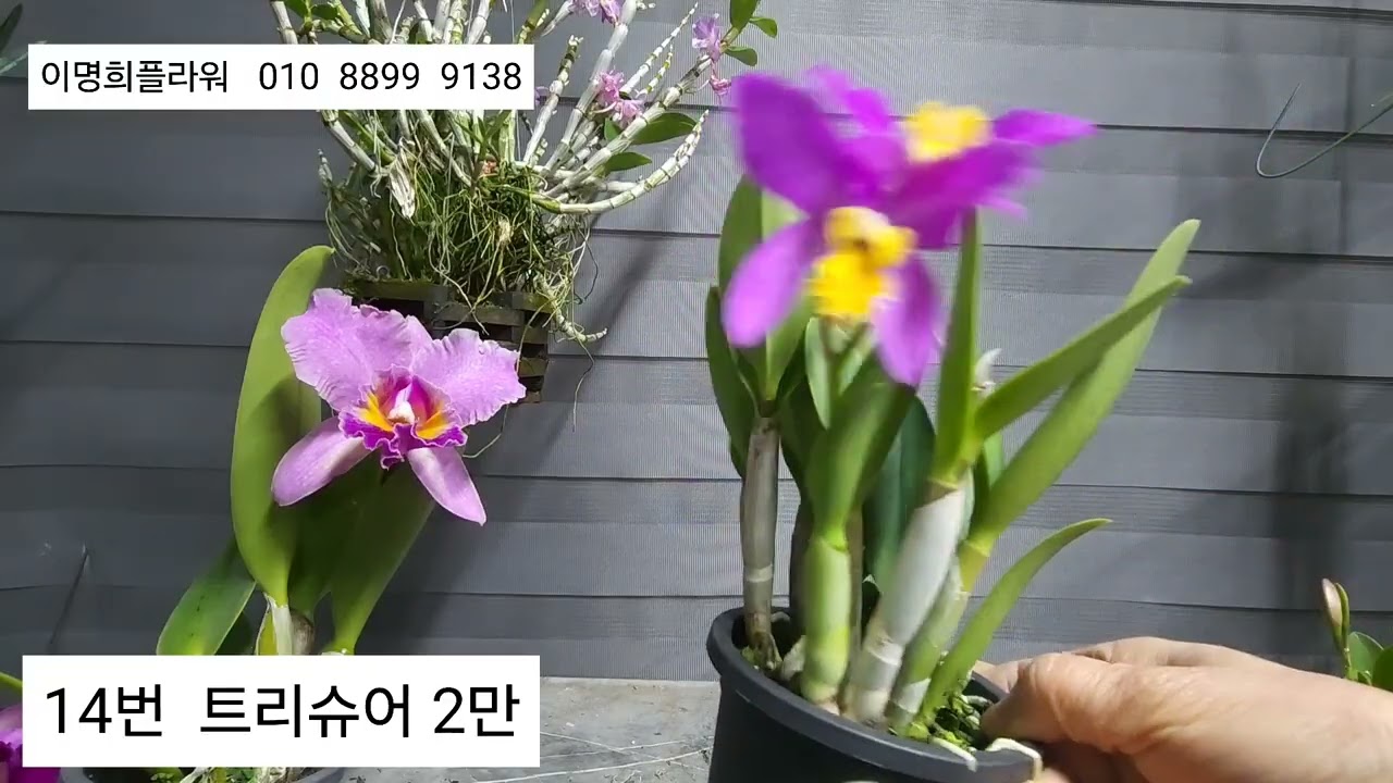 2026.1.8  이명희플라워   트리아네 티포 퍼푸라타 알바 루뎀마니아 세룰리아  맥시마 세룰리아   퍼푸라타 러셀리아나 