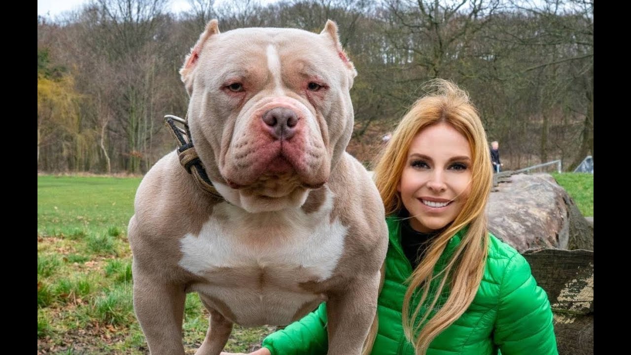 NOT DANGEROUS! THE AMERICAN BULLY DOG